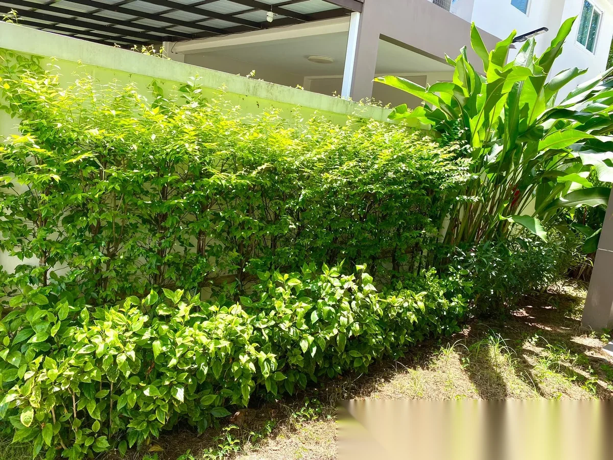 5 Bedroom House for rent at Supalai Bella Thalang Phuket complex · Thep Krasattri · Garden View — photo 4