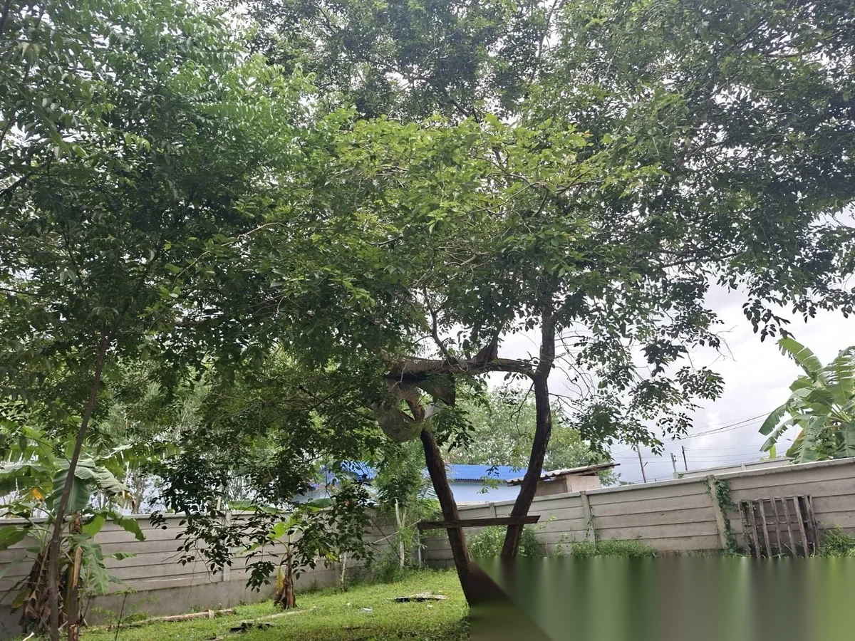 3 Bedroom House for rent · Thep Krasattri · Garden View — photo 11
