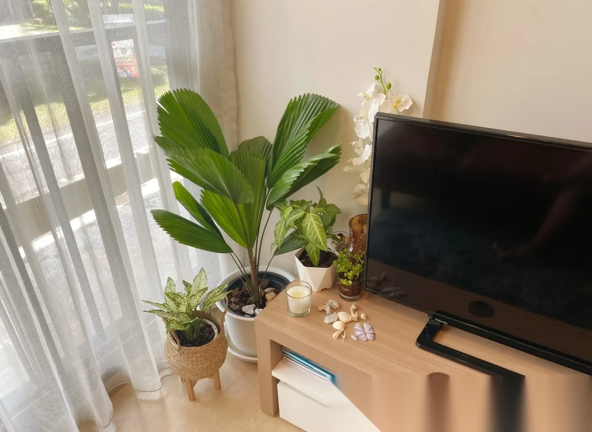 Studio Apartment for rent at Zcape X2 complex · Choeng Thale — photo 10