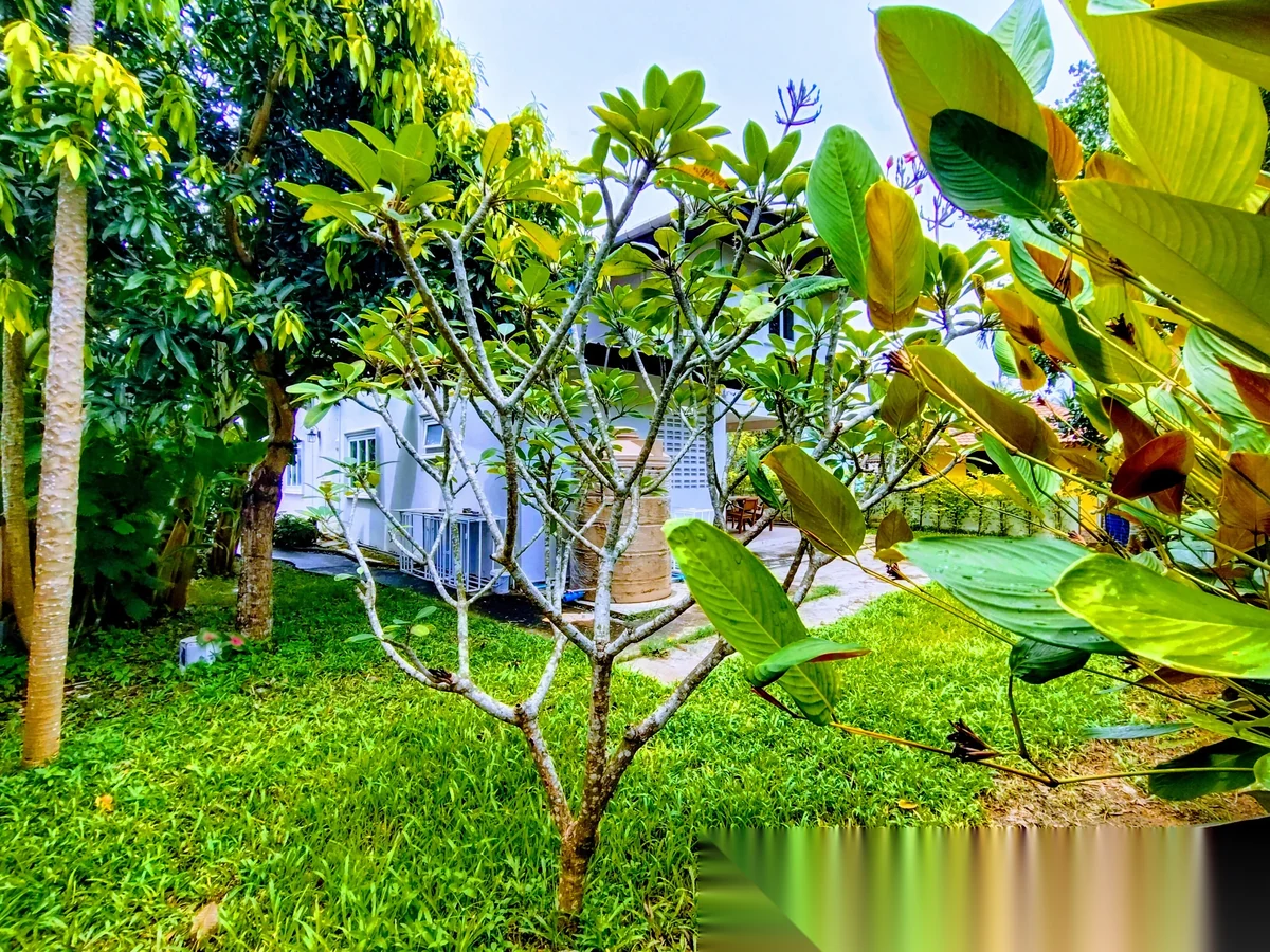 3 Bedroom House for rent at Spacious Detached House With Large Garden And Fish Pond complex · Thep Krasattri · Garden View — photo 12