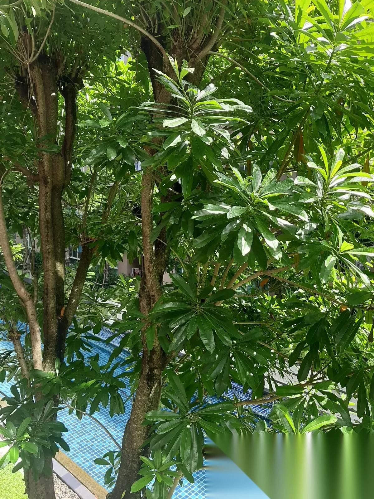1 Bedroom Apartment for sale at D Condo Creek complex · Kathu · Pool View — photo 11